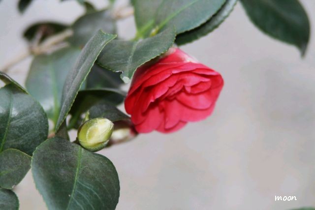 camellia